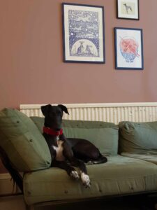Pet Image